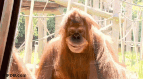 Close Up Orangutan Looking Through Glass Door GIF