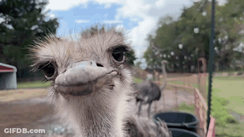 Close Up Ostrich Face Looking At Camera With Others In Background GIF
