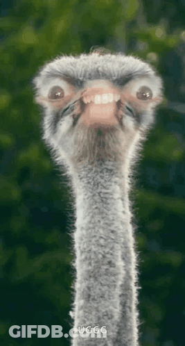 Close Up Ostrich Face Saying Ugg GIF