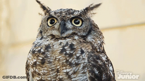 Close Up Owl Disney Junior GIF