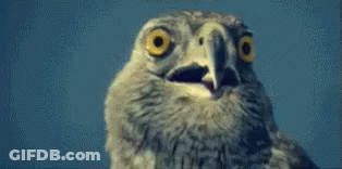Close Up Owl Face Blue Sky GIF