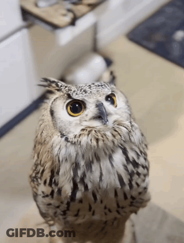 Close Up Owl Face Looking Up GIF