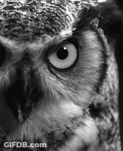 Close Up Owl Face With Black Eye GIF