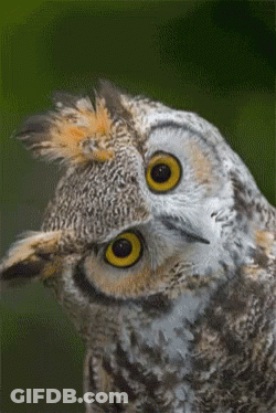 Close Up Owl Head With Yellow Eyes GIF