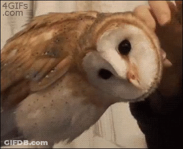 Close Up Owl Held By Person 4Gifs.com GIF