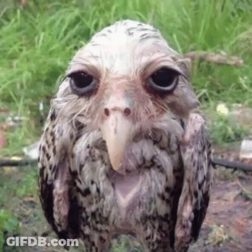 Close Up Owl Looking At Camera With Long Beak GIF