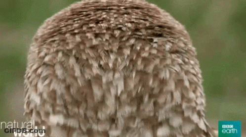 Close Up Owl Saying Alphabet Owl GIF