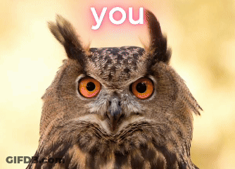 Close Up Owl Saying You GIF