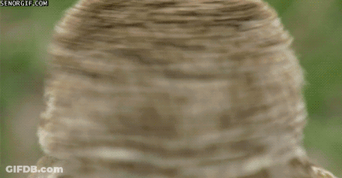 Close Up Owl With Senorgif.com GIF