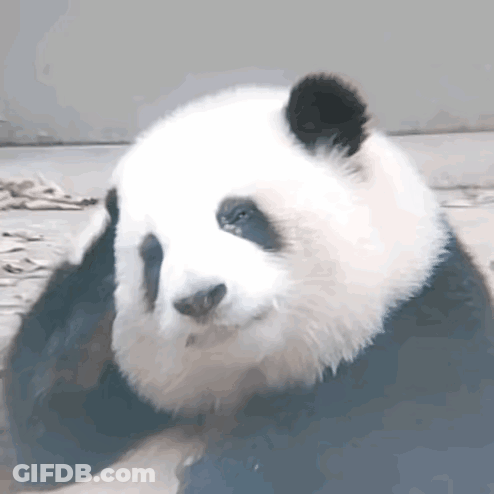 Close Up Panda Bear Laying Down GIF