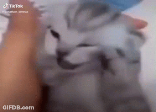 Close Up Person Petting Cat Face GIF