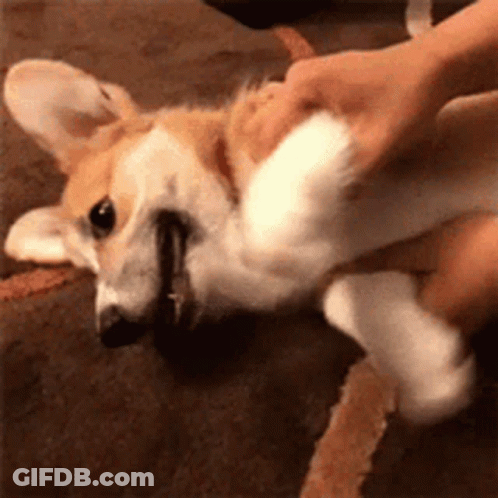Close Up Person Petting Dog GIF