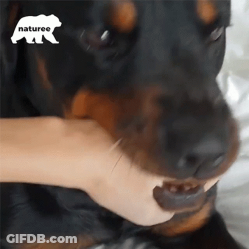 Close Up Person Petting Dog Naturee Logo GIF