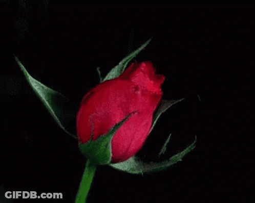 Close Up Pink Rose Black Background GIF