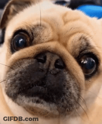 Close Up Pug Dog Blue Eyes GIF