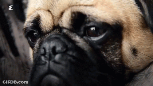 Close Up Pug Face With Letter E GIF