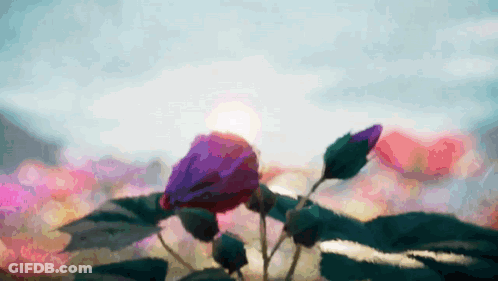 Close-Up Purple Flower GIF