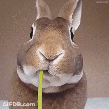 Close-Up Rabbit Eating Leaf GIF