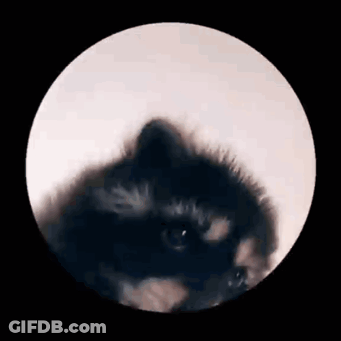 Close Up Raccoon In Circle GIF