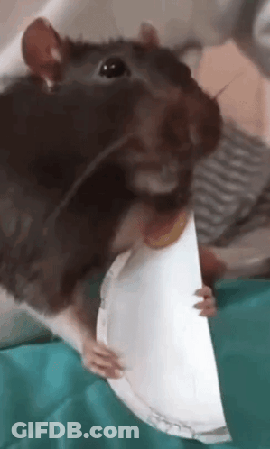 Close-Up Rat Holding Paper Plate GIF