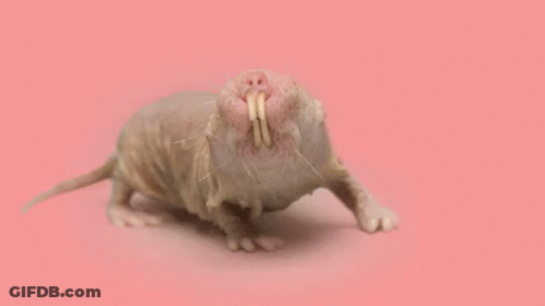 Close Up Rat Mouth Open GIF