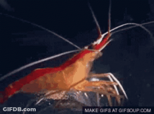 Close Up Red And White Shrimp Make Gifs At Gifsoup.com GIF