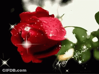 Close Up Red Rose Saying For You GIF
