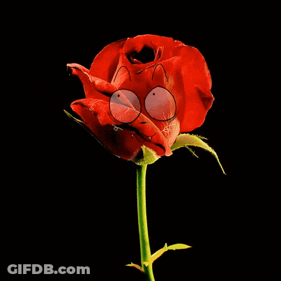Close Up Red Rose With Cartoon Face GIF