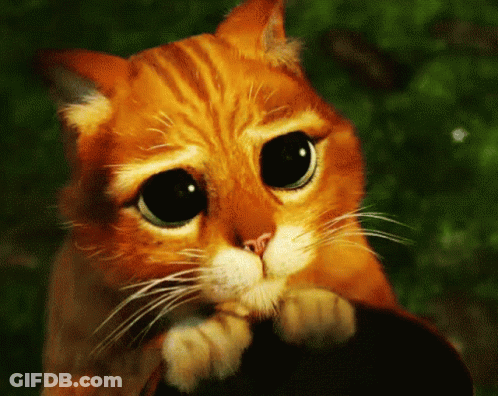Close Up Sad Cat Face GIF