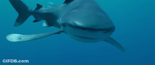 Close Up Shark Face In Ocean GIF