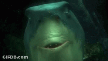 Close Up Shark Swimming With Mouth Open GIF