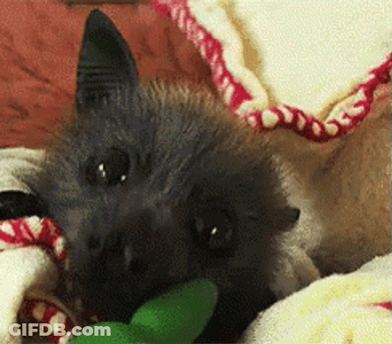 Close Up Shot Bat Flapping Ears GIF