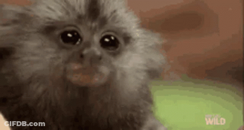 Close Up Small Monkey Looking At Camera GIF