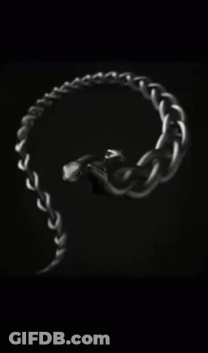 Close Up Snake With Film Snake Logo GIF