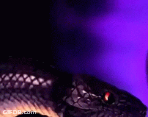Close Up Snake With Red Eyes GIF