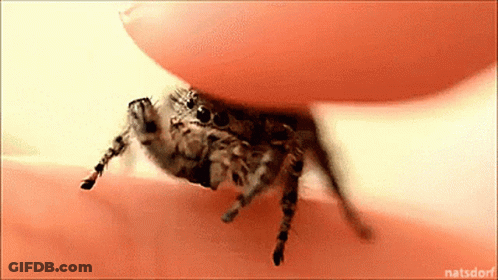Close Up Spider On Finger With Natsdorf Watermark GIF