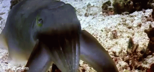 Close Up Squid On Ground GIF