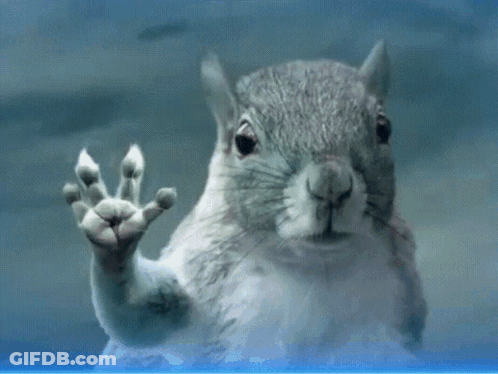 Close Up Squirrel Behind Glass Hand Outstretched GIF