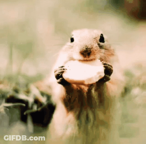 Close Up Squirrel Eating Cheese GIF