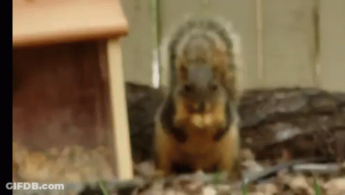 Close Up Squirrel Eating Nut At Bird Feeder GIF