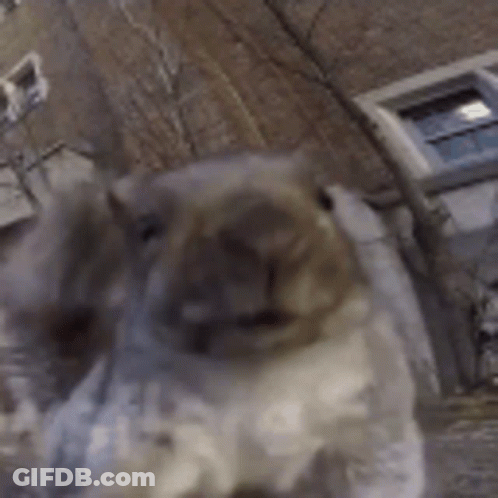 Close Up Squirrel Face Mouth Open Building Background GIF