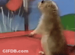 Close Up Squirrel Looking At Camera Blue Sky GIF
