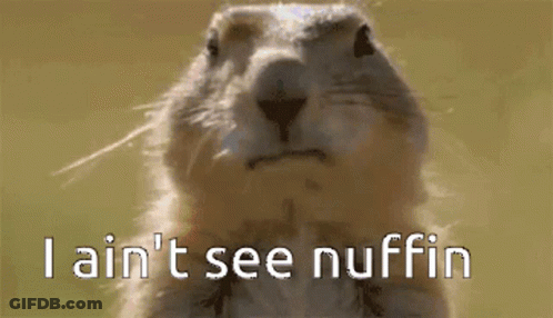 Close Up Squirrel Saying I Ain't See Nuffin GIF