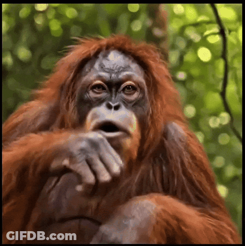 Close Up Surprised Orangutan GIF