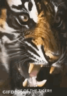 Close Up Tiger Face Mouth Open Teeth Showing GIF