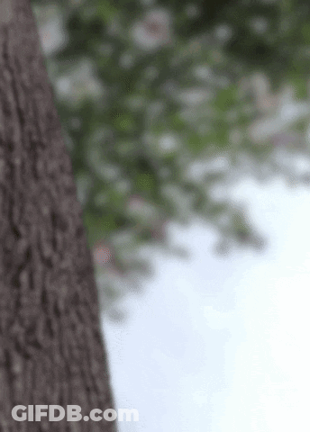 Close Up Tree Trunk With Flowers GIF