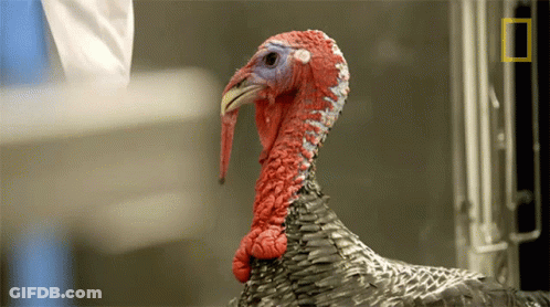 Close Up Turkey With National Geographic Logo GIF
