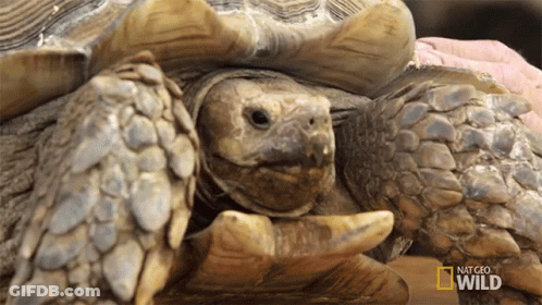 Close Up Turtle National Geographic Wild GIF