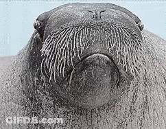 Close Up Walrus With Beard GIF