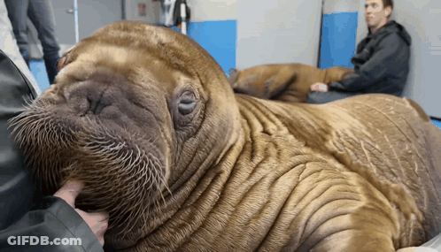 Close Up Walrus With Man Behind GIF